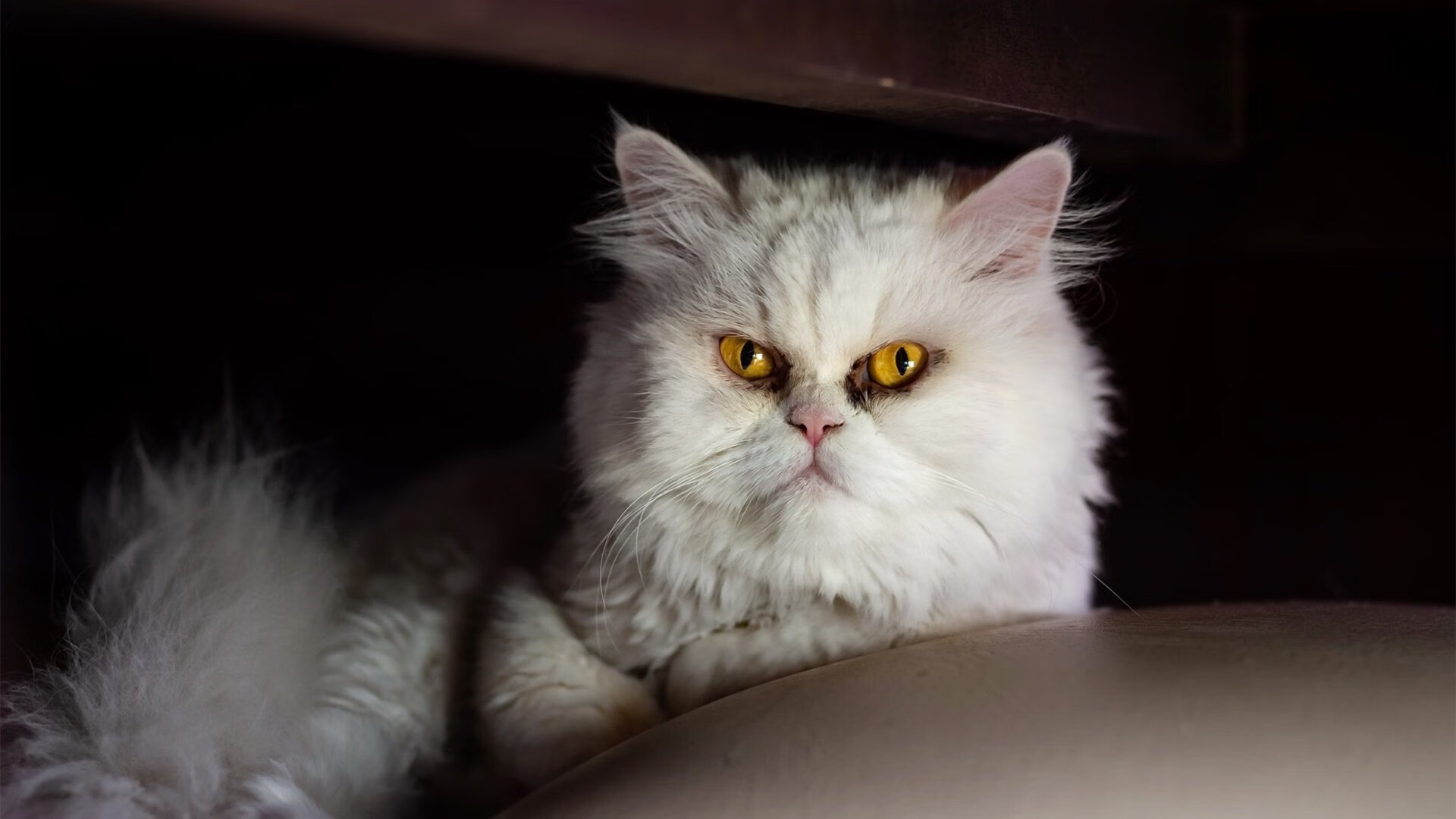 绝境中的桑巴之魂，戈麦斯加时赛封喉，巴西军团攻克莱比锡